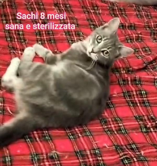 Gattini: Siamo Al Collasso