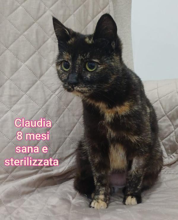 GATTINI: SIAMO AL COLLASSO Foto 2