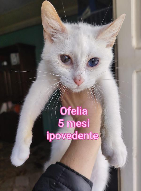 GATTINI: SIAMO AL COLLASSO Foto 4