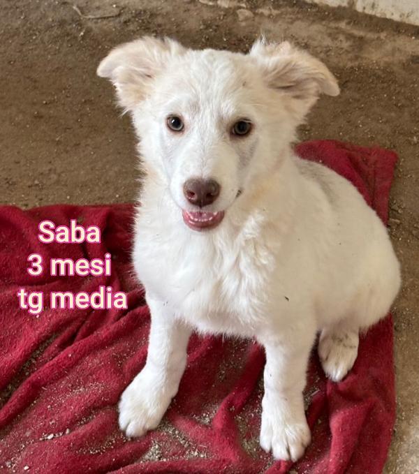 Invisibili cuccioli: due mesi Foto 2