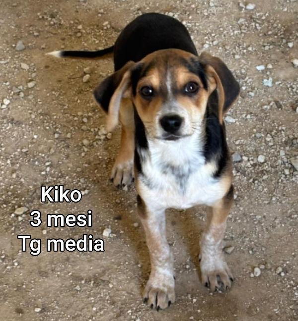 Invisibili cuccioli: due mesi Foto 7