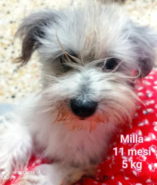 Cagnolini Piccoli Max 15 Kg