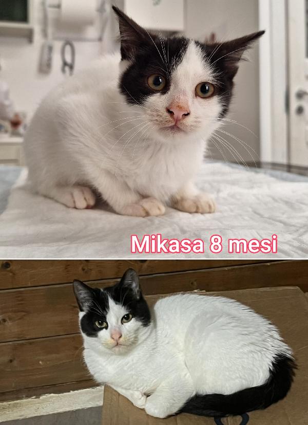 Telefona x uno di questi micini Foto 4