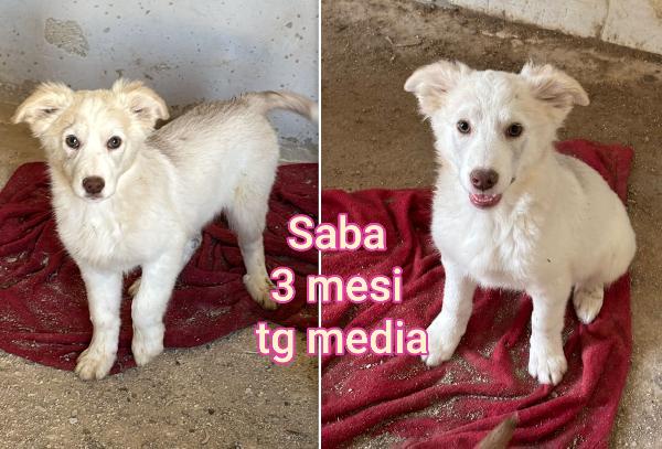 Salvate un cucciolo dal rifugio  Foto 3