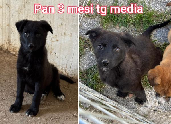 Salvate un cucciolo dal rifugio  Foto 5