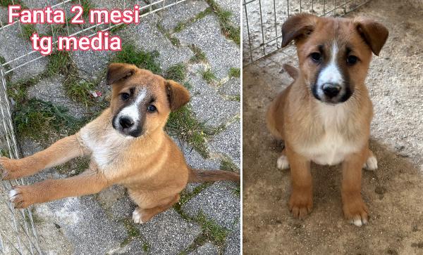 Salvate un cucciolo dal rifugio  Foto 4