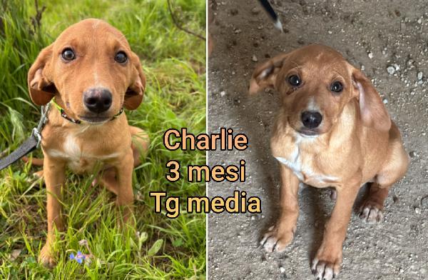 Salvate un cucciolo dal rifugio  Foto 6