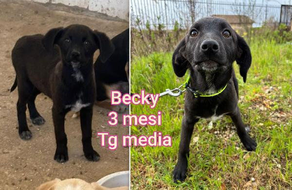 Salvate un cucciolo dal rifugio  Foto 7