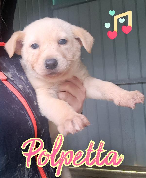 Polpetta Cucciola Di 2 Mesi 