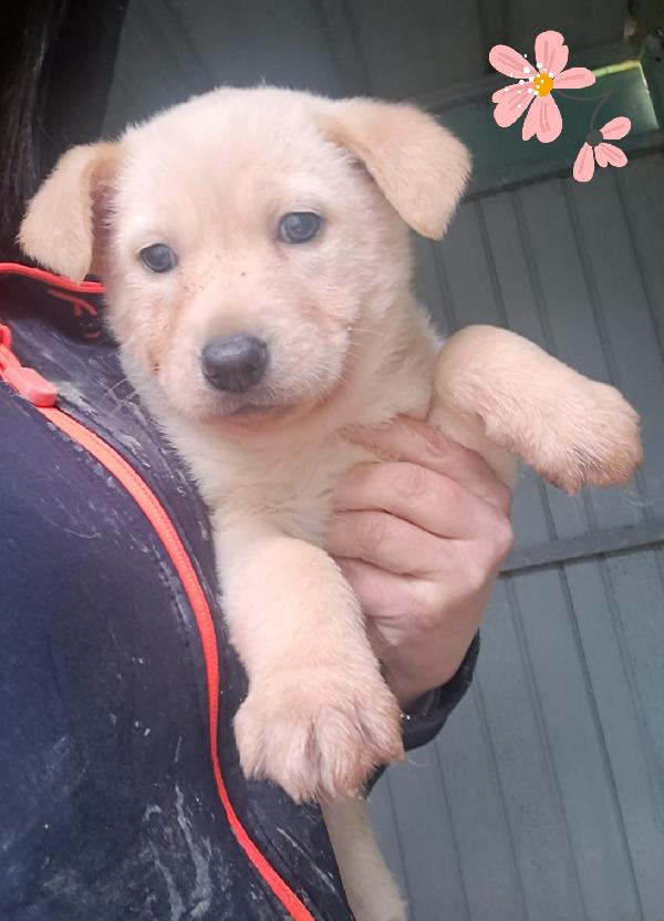 Polpetta cucciola di 2 mesi  Foto 2