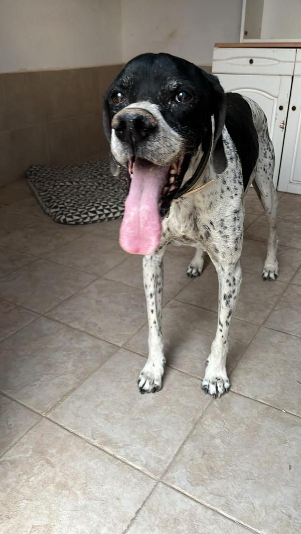 DJANGO tenerissimo cane in adozione! Foto 8