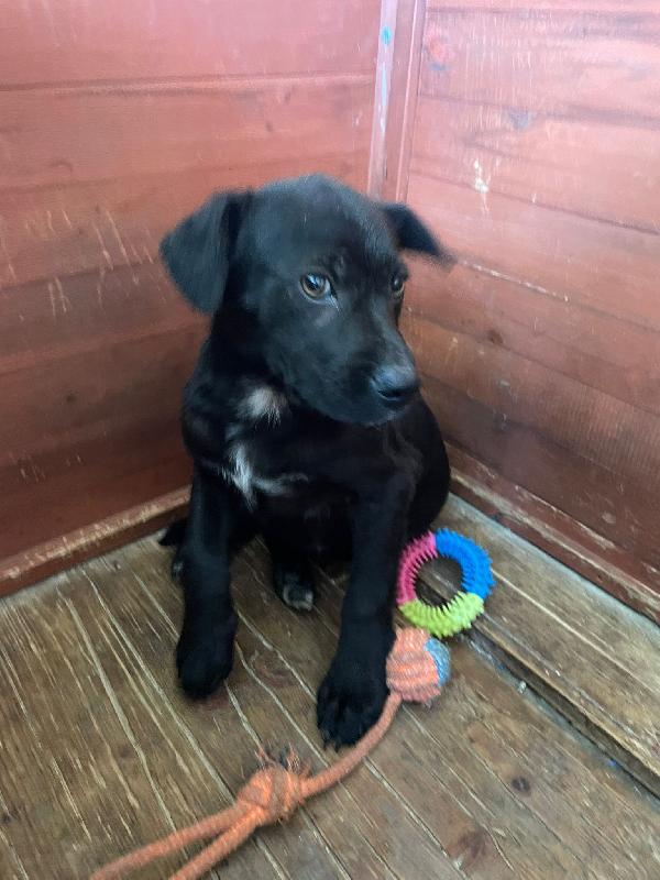 ALVIN DOLCISSIMO SIMIL LABRADORINO Foto 3