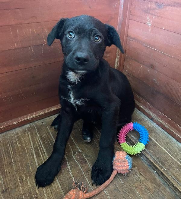 ALVIN DOLCISSIMO SIMIL LABRADORINO Foto 4