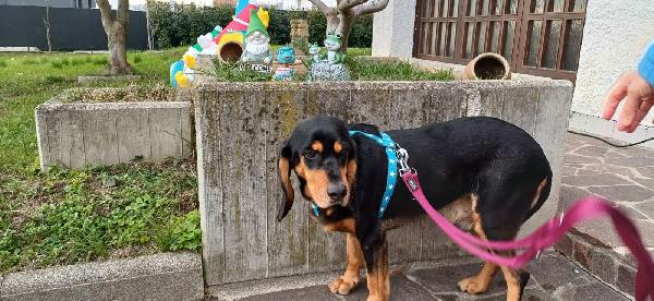 GHOST, CANE DA PET THERAPY  Foto 2