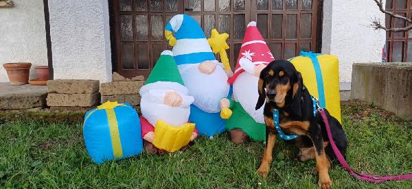 GHOST, CANE DA PET THERAPY  Foto 3