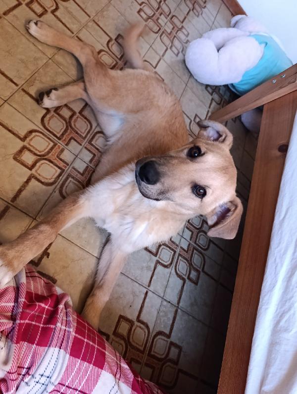 CALLIOPE, CUCCIOLA DOLCISSIMA Foto 2