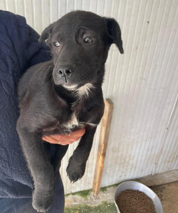 ALVIN SIMIL LABRADORINO Foto 4