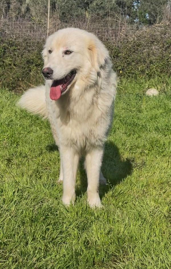 Neve...adozione urgente! Foto 2