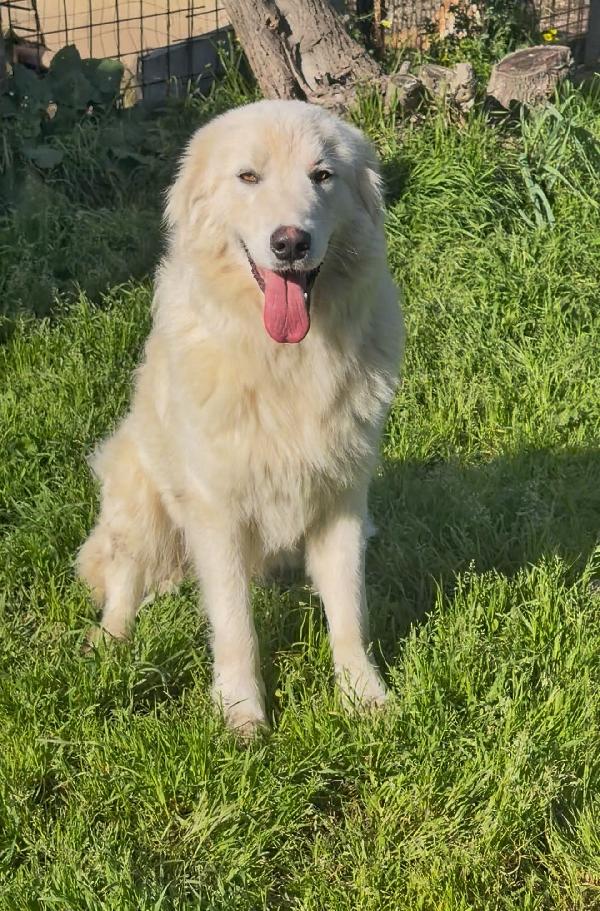 Neve...adozione urgente! Foto 3