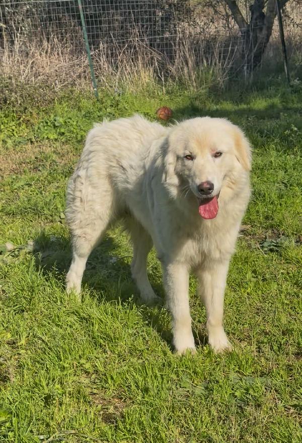 Neve...adozione urgente! Foto 4