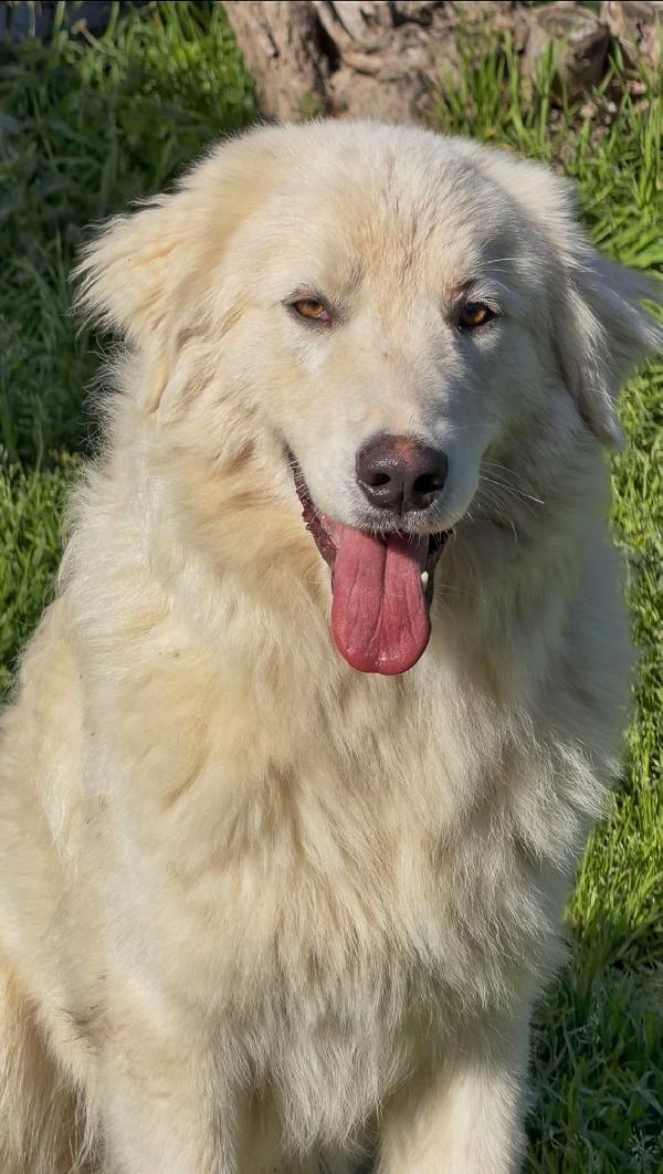 Neve...adozione urgente! Foto 5