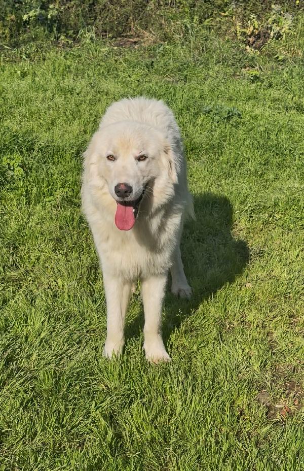 Neve...bellissimo pastore Foto 5