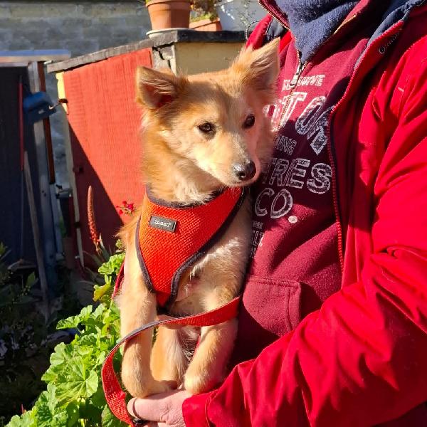 Milly, cerca casa Foto 2