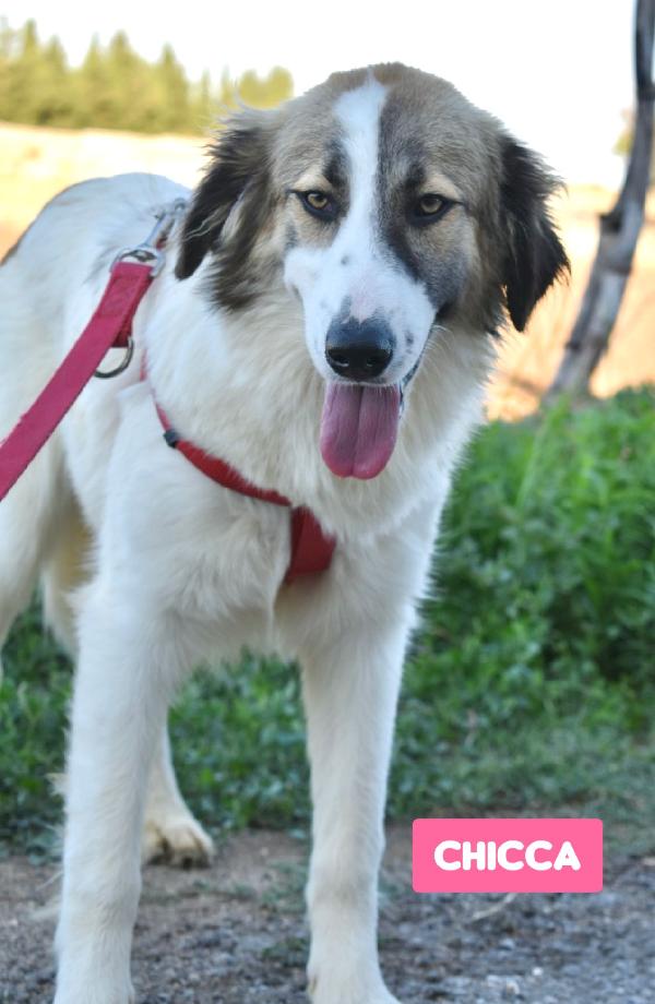 CAGNOLINI METICCI Foto 2