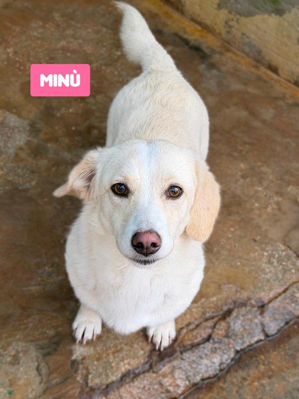 CAGNOLINI METICCI Foto 5