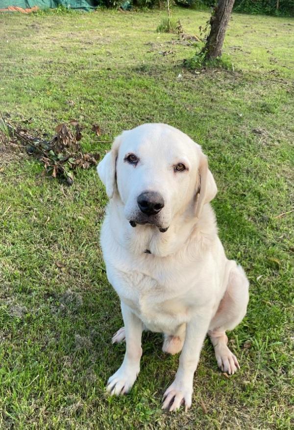 Labrador Adulto Finito In Canile Anni Fa Napoli