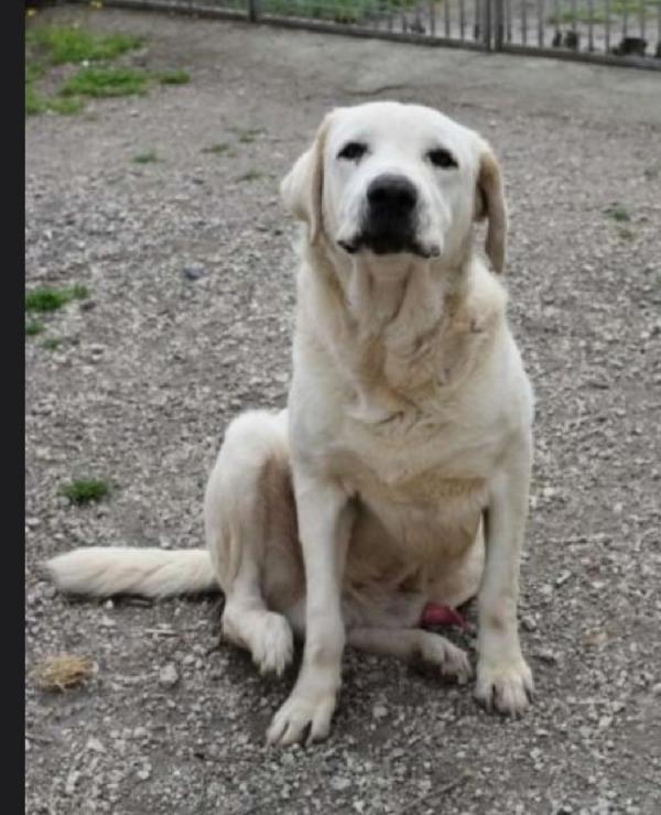 Labrador adulto finito in canile anni fa NAPOLI Foto 3