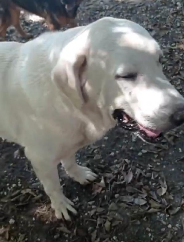 Labrador adulto finito in canile anni fa NAPOLI Foto 4
