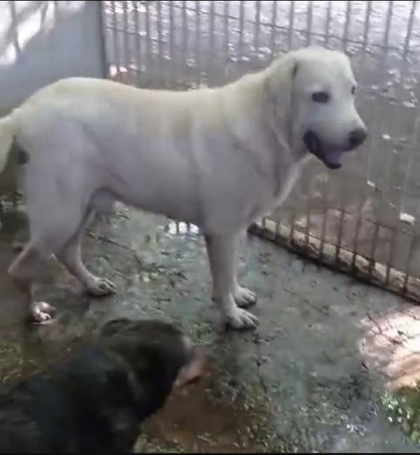 Labrador adulto finito in canile anni fa NAPOLI Foto 5