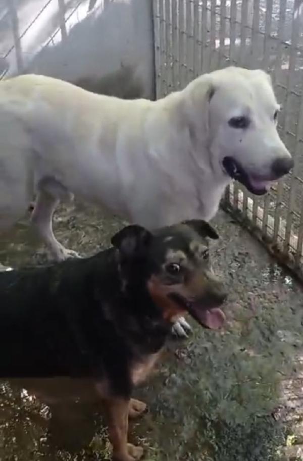 Labrador adulto finito in canile anni fa NAPOLI Foto 7