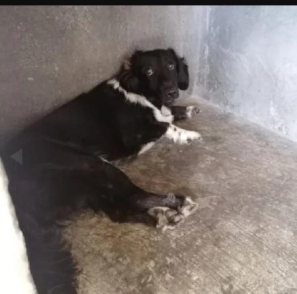 Grisbi Giovanissimo In Canile Da Cucciolo.bari Sos