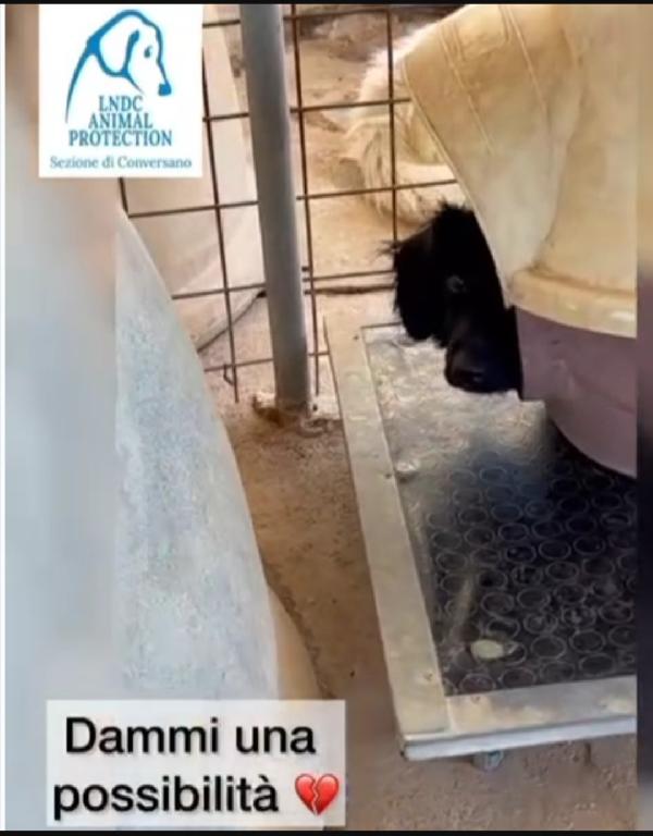 Grisbi giovanissimo in canile da cucciolo.BARI SOS Foto 2