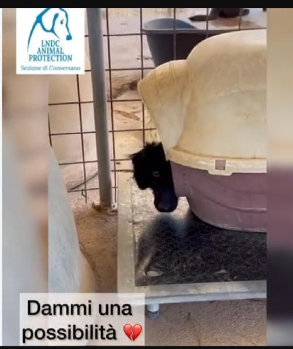 Grisbi giovanissimo in canile da cucciolo.BARI SOS Foto 3