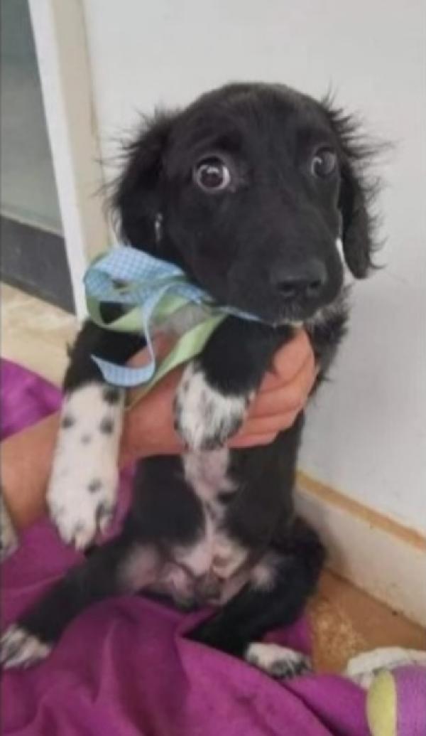 Grisbi giovanissimo in canile da cucciolo.BARI SOS Foto 4