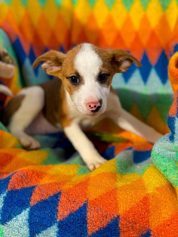 Donato...2 mesi Foto 3