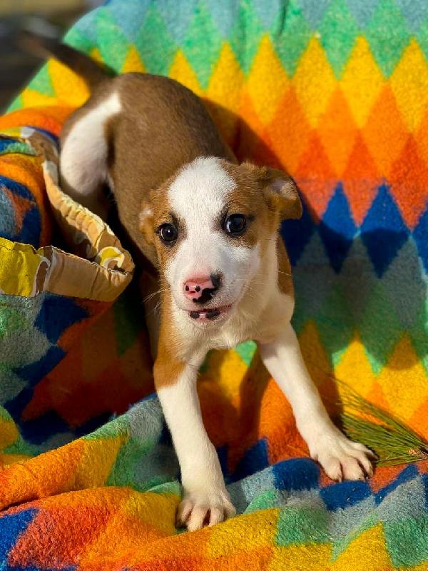 Donato...2 mesi Foto 4