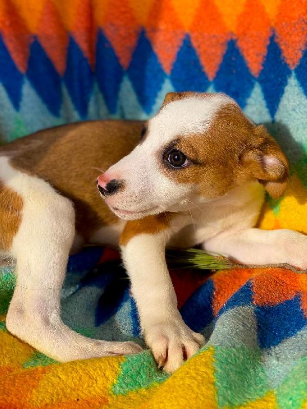 Donato...2 mesi Foto 6