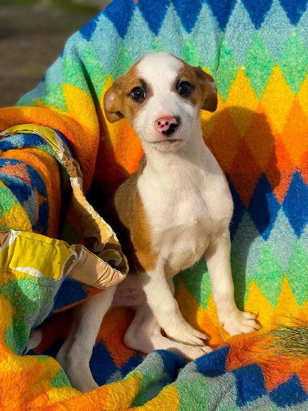 Donato...2 mesi Foto 7