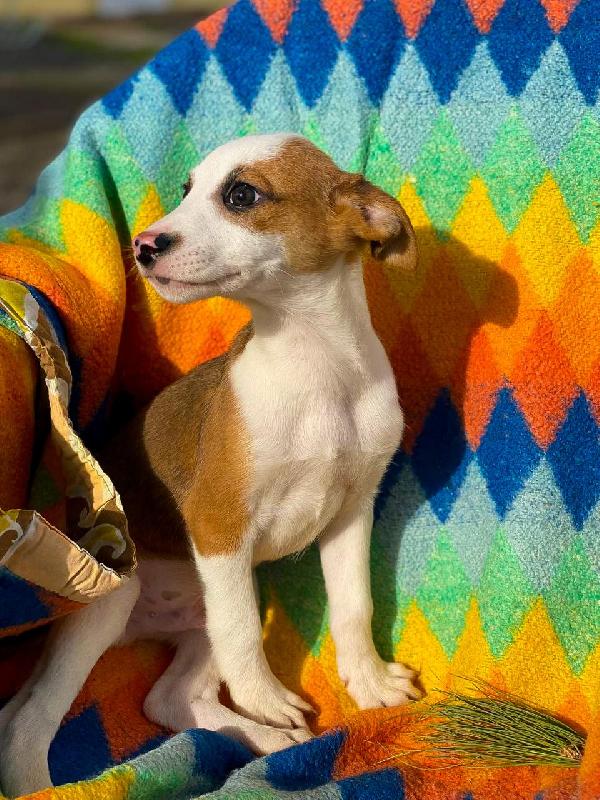 Donato...2 mesi Foto 8