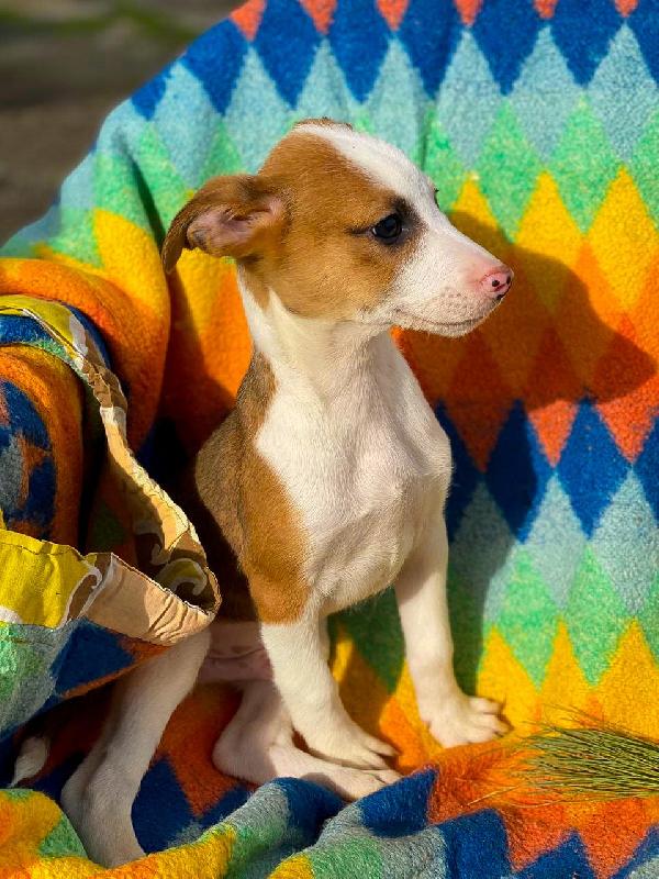 Donato...aspetta te da due mesi Foto 2