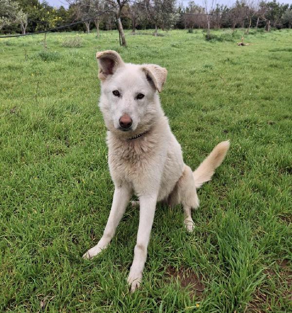 Luna🌛🌕🌙 incrocio pastore Foto 3