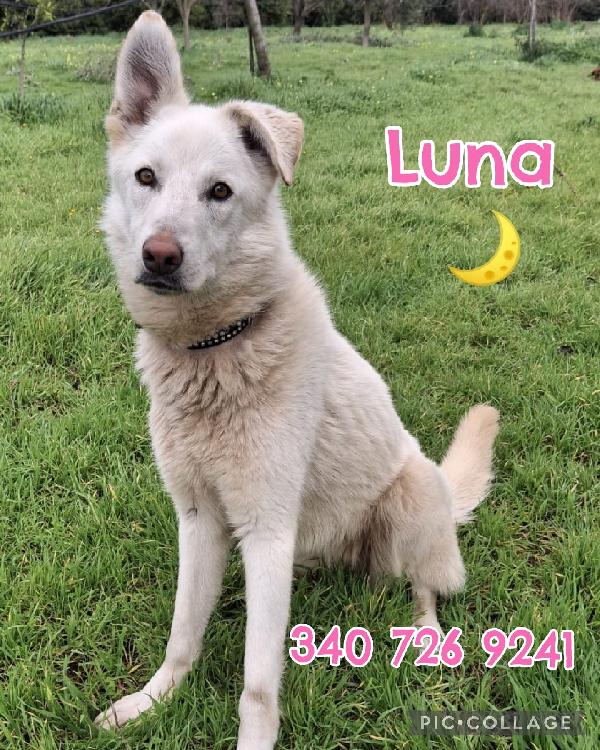 Luna, 9 Mesi, Incrocio Pastore