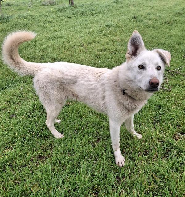 Luna, 9 mesi, incrocio pastore Foto 4