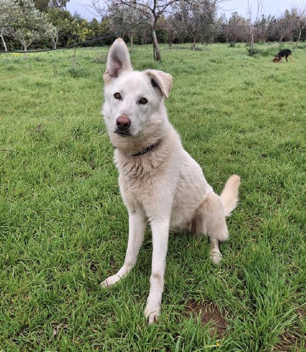 Luna, 9 mesi, incrocio pastore Foto 5