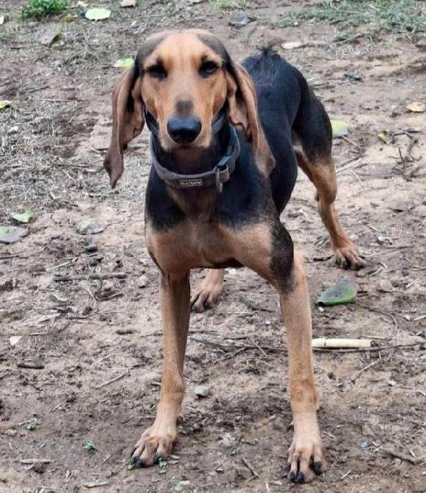 Bobo, Aspetta Da Troppo