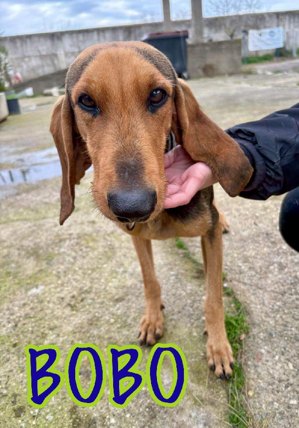 Bobo, aspetta da troppo Foto 2